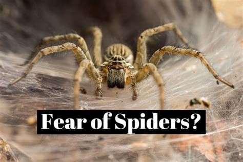 Are spiders afraid of themselves?