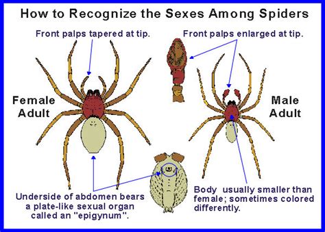 Are spiders asexual?