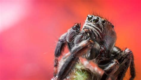 Are spiders attracted to certain humans?