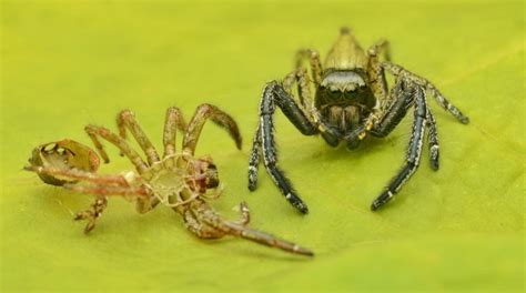 Are spiders hungry after molting?