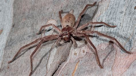 Are spiders loyal to humans?