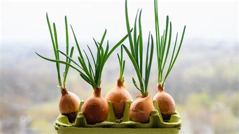 Are sprouted onions safe to eat?
