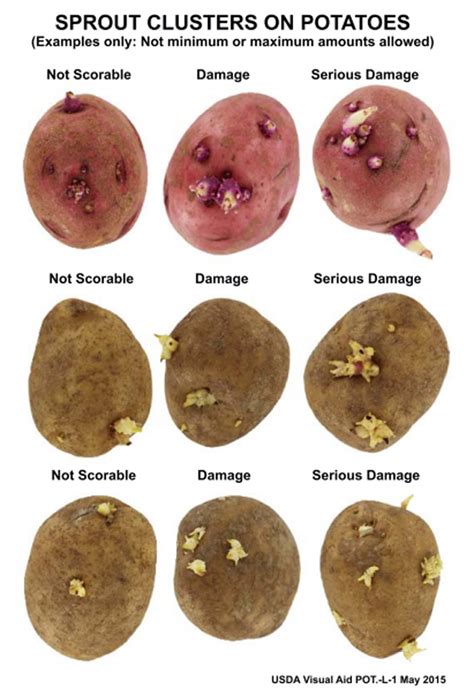 Are sprouted potatoes less nutritious?