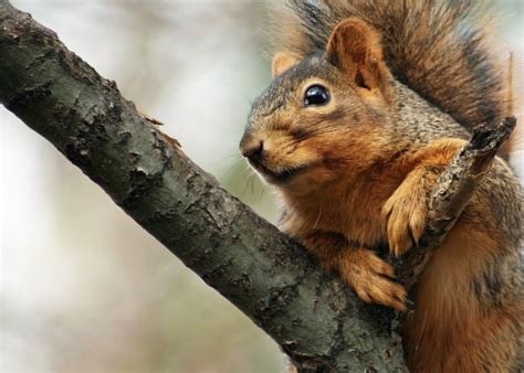 Are squirrels a threat?