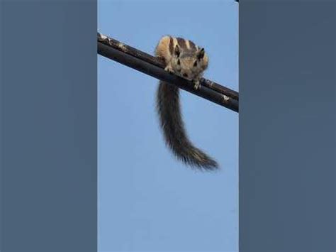 Are squirrels afraid of cats?