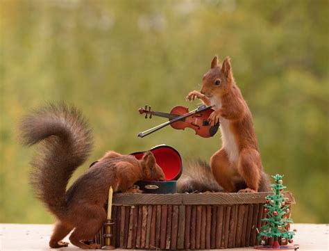 Are squirrels afraid of music?