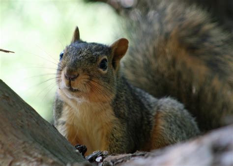 Are squirrels aggressive animals?