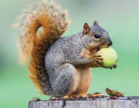 Are squirrels as smart as monkeys?