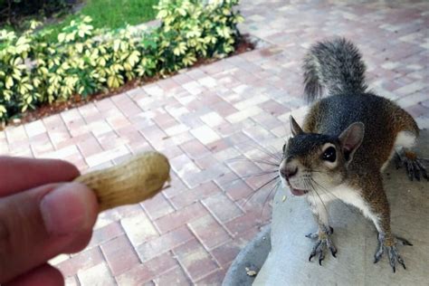 Are squirrels friendly?