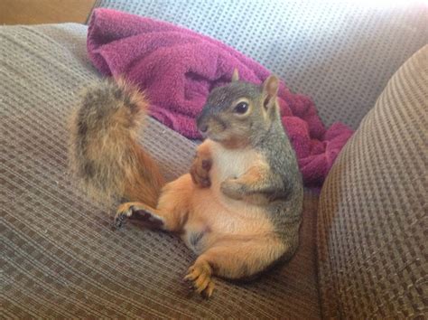 Are squirrels happy as pets?