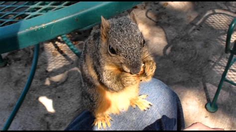 Are squirrels intelligent?