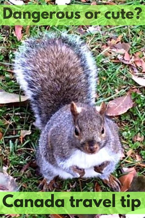 Are squirrels pests in Canada?