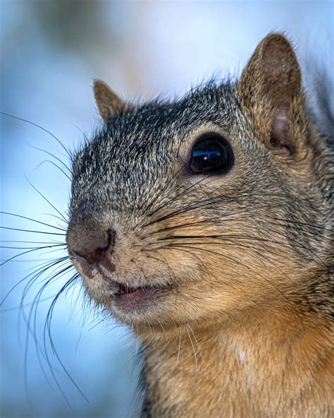 Are squirrels pretty smart?