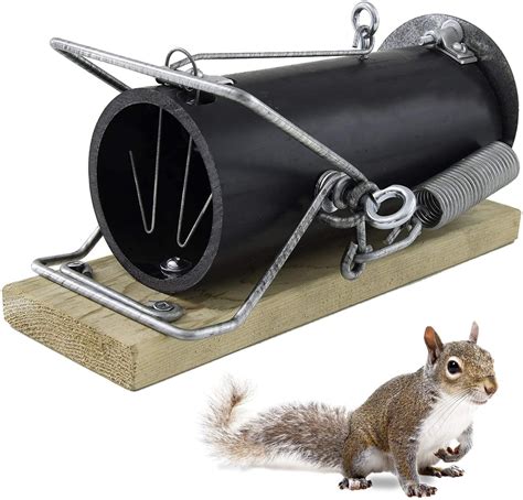 Are squirrels smart traps?