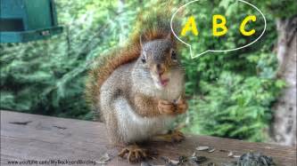 Are squirrels talkative?