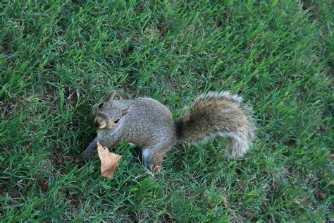 Are squirrels trusting?