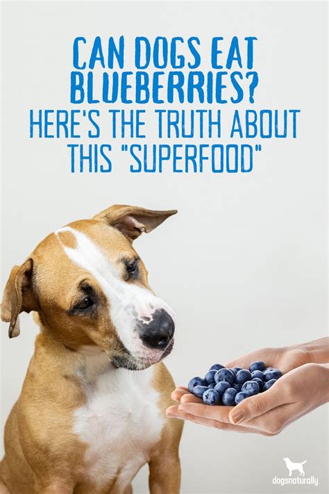 Are strawberries and blueberries good for dogs?