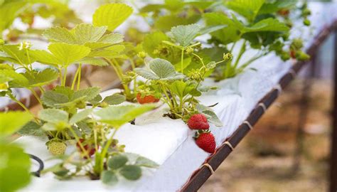 Are strawberries better in soil or hydroponics?