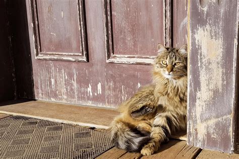 Are stray cats happier inside?