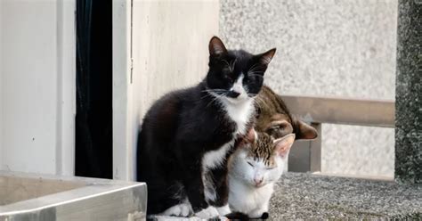 Are stray cats happier than indoor cats?