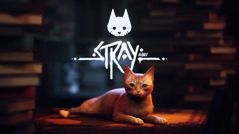 Are stray cats happy?