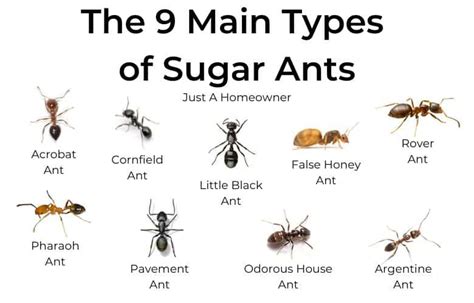 Are sugar ants harmful?