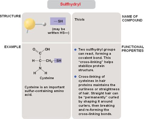 Are sulfhydryl groups polar?