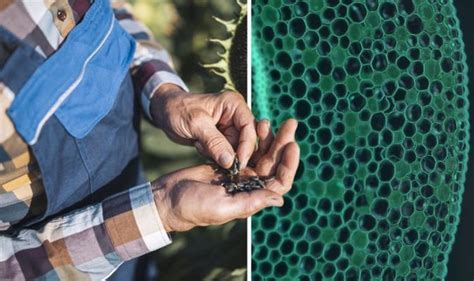 Are sunflower seeds linked to cancer?