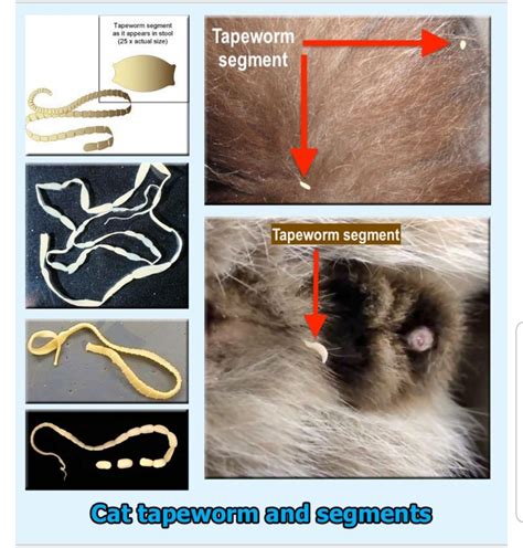 Are tapeworms visible in cats?