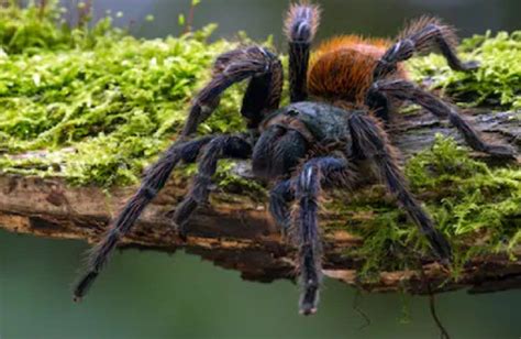 Are tarantulas cuddly?