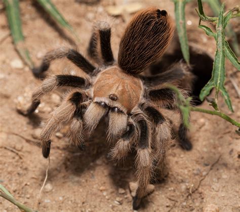 Are tarantulas good pets?