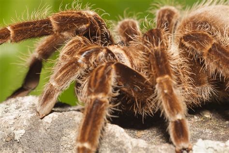 Are tarantulas hardy pets?