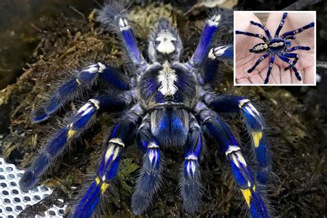 Are tarantulas poisonous?