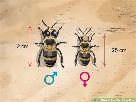 Are the bees you see female?