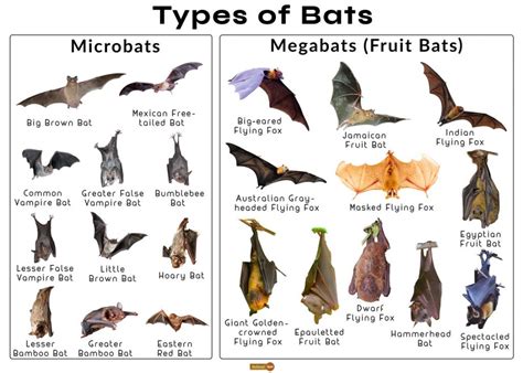 Are there 1,000 species of bats?