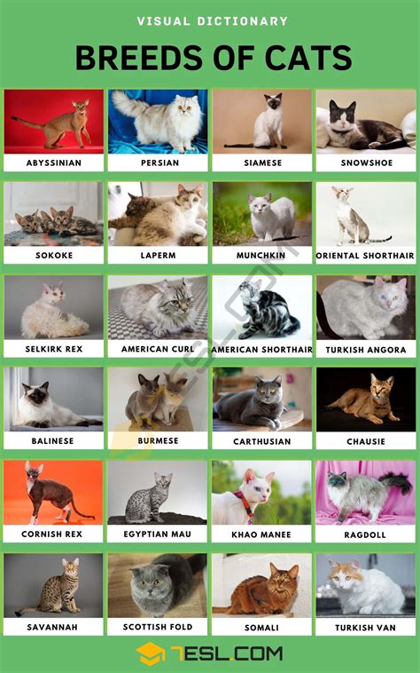 Are there 71 cat breeds?