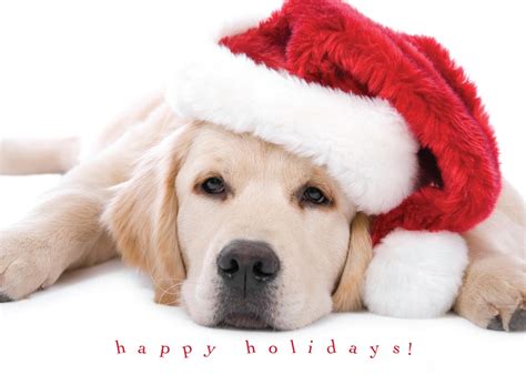 Are there Christmas cards for dogs?