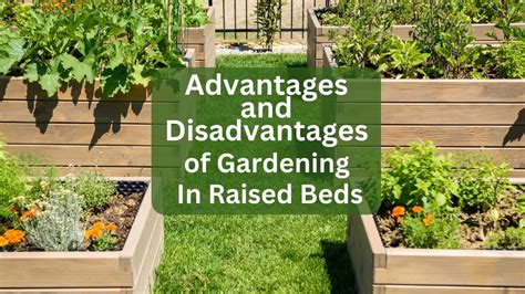 Are there any disadvantages of raised beds?