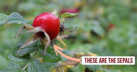 Are there any poisonous rose hips?