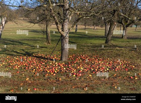 Are there apple trees in Germany?