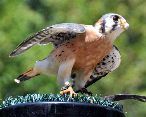 Are there birds of prey in Toronto?