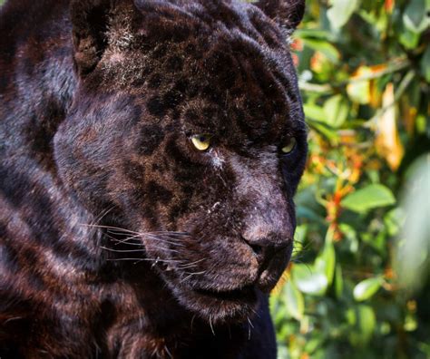 Are there black jaguars?