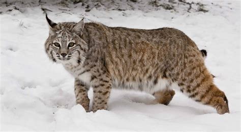 Are there bobcats in Toronto?