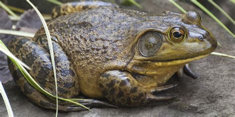 Are there bullfrogs in Australia?