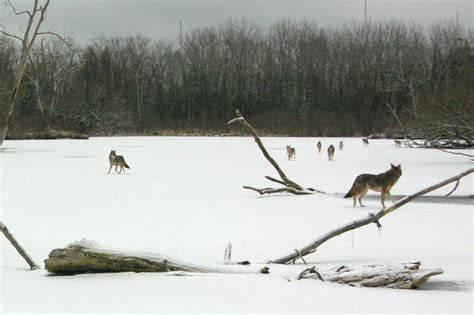 Are there coyotes on Toronto Island?