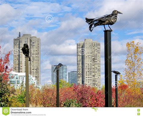 Are there crows in Toronto?