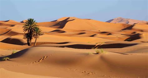 Are there deserts with no life?