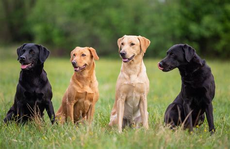 Are there different types of Labradors?