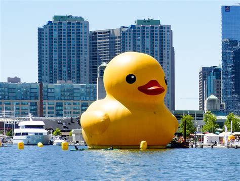 Are there ducks in Toronto?