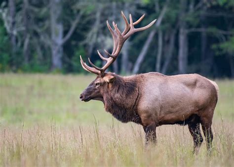 Are there elk in Indiana?